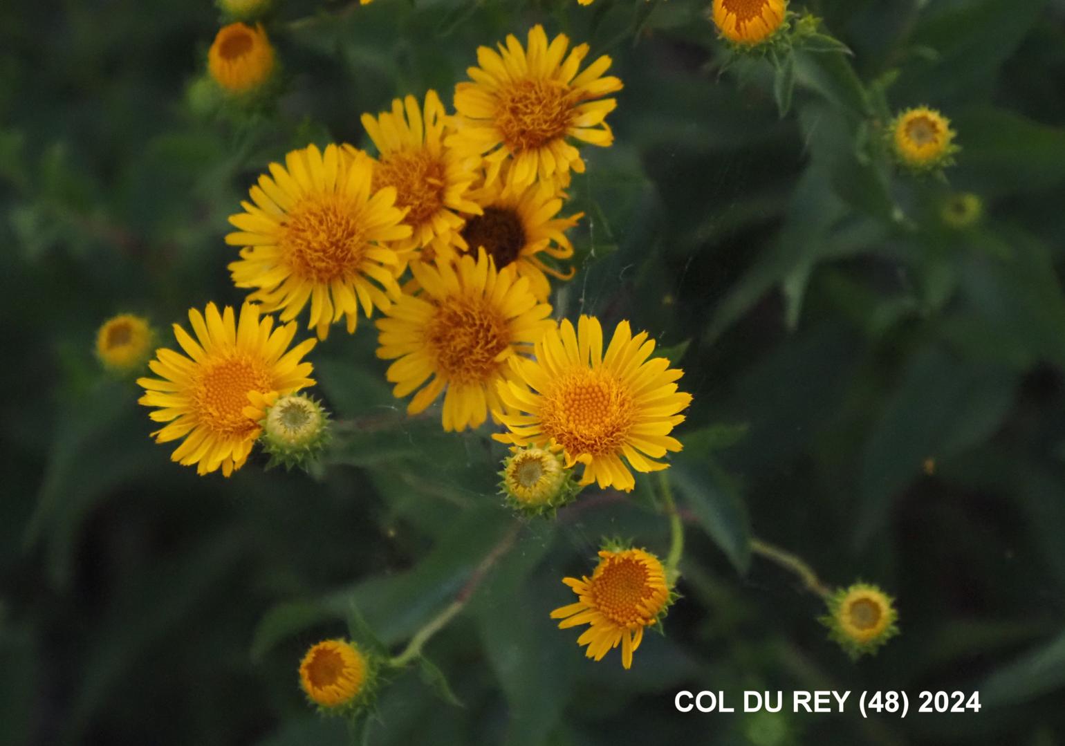 Fleabane, (Spirea-leaved)